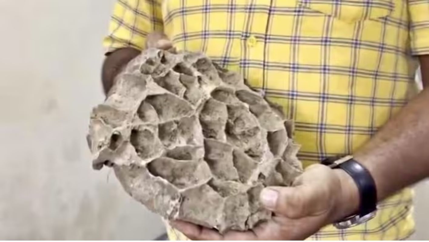 Fossils dating back nearly 15 million years were discovered near Baripada in Mayurbhanj district, Odisha